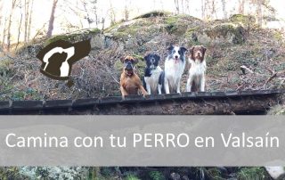 Camina con tu perro