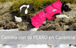 Canencia con tu perro