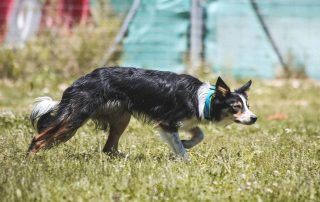 Summer en su segundo contacto con el pastoreo