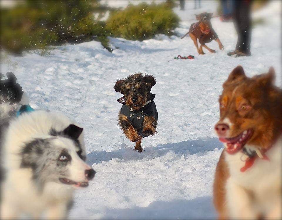 Perro anciano en la nieve