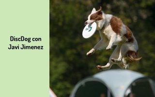 Entrenamiento de Discdog