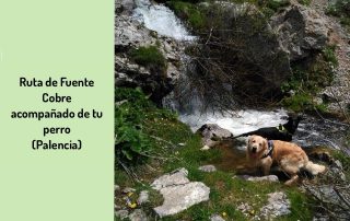 Ruta-perro-Palencia