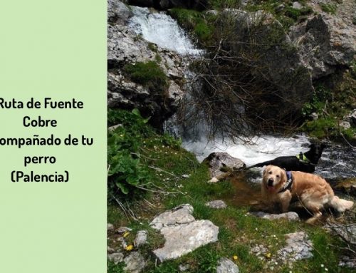 Ruta de Fuente Cobre acompañado de tu perro (Montaña Palentina)