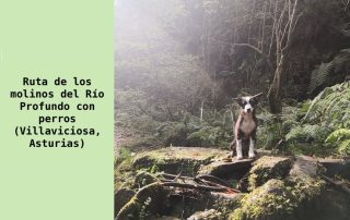 Ruta de los Molinos del Río Profundo con perros Asturias