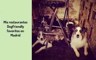 restaurante-favoritos-dogfriendly-madrid-centro