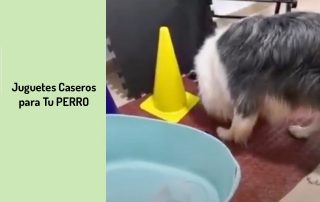 Juguetes caseros para tu perro