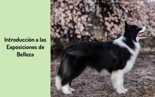 Introducción a las Exposiciones de Belleza