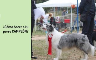 ¿Cómo hacer a tu perro CAMPEÓN?
