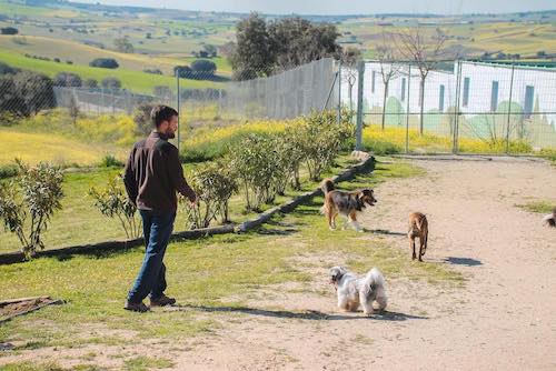 residencia canina madrid residencia canina madrid