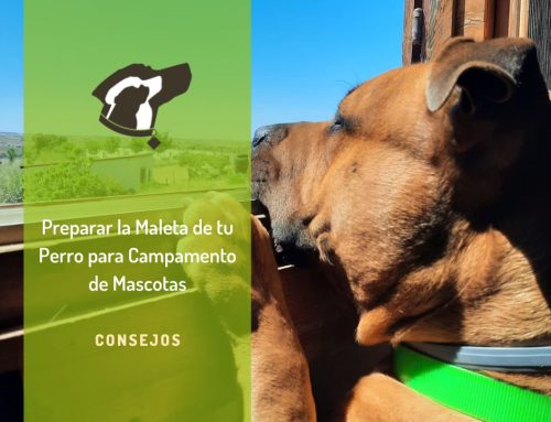Cómo preparar a tu perro para dejarlo en una residencia canina