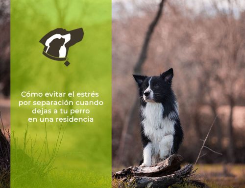 Cómo evitar el estrés por separación cuando dejas a tu perro en una residencia