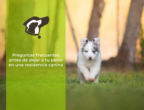 Preguntas frecuentes antes de dejar a tu perro en una residencia canina