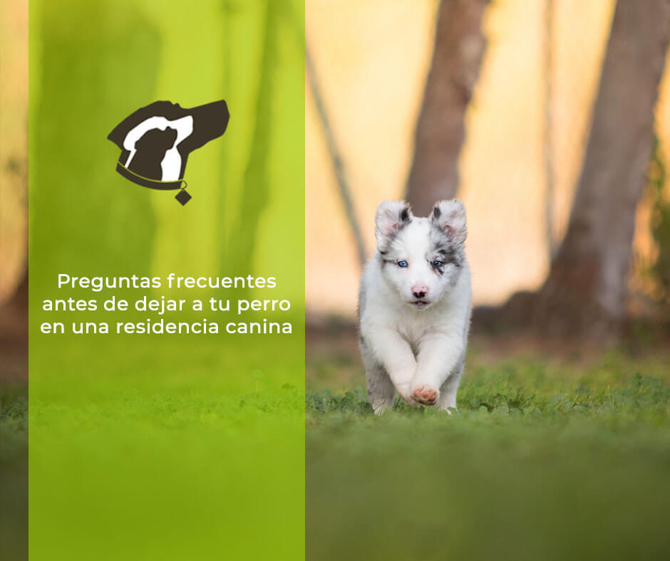 Preguntas frecuentes antes de dejar a tu perro en una residencia canina