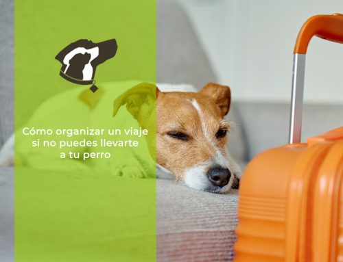 Cómo organizar un viaje si no puedes llevarte a tu perro