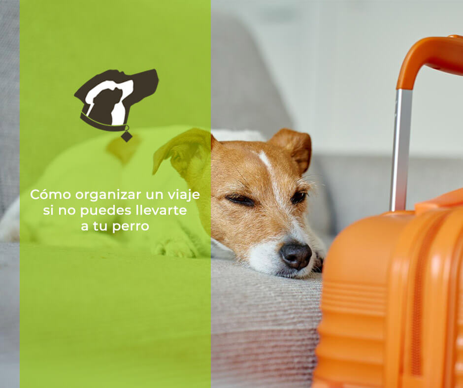 Como organizar un viaje si no puedes llevarte a tu perro