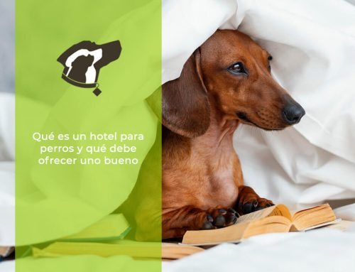 Qué es un hotel para perros y qué debe ofrecer uno bueno