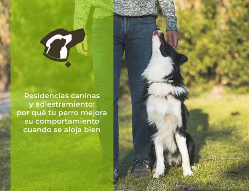 Residencias caninas y adiestramiento: por qué tu perro mejora su comportamiento cuando se aloja bien